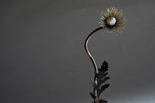 Papaver iv