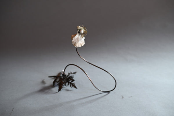 Papaver vi