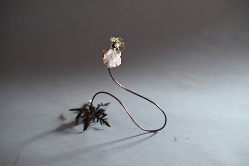 Papaver vi