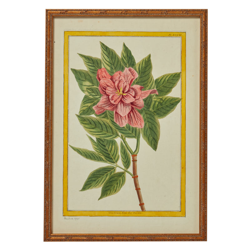 Antique Gardenia Lithograph