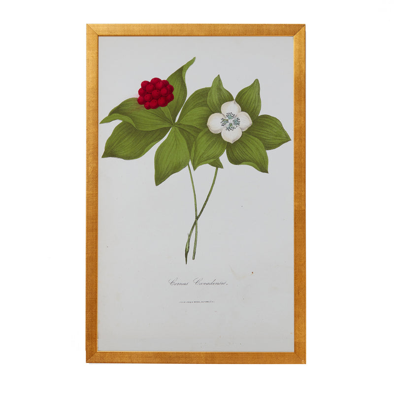 Botanical Engraving #4