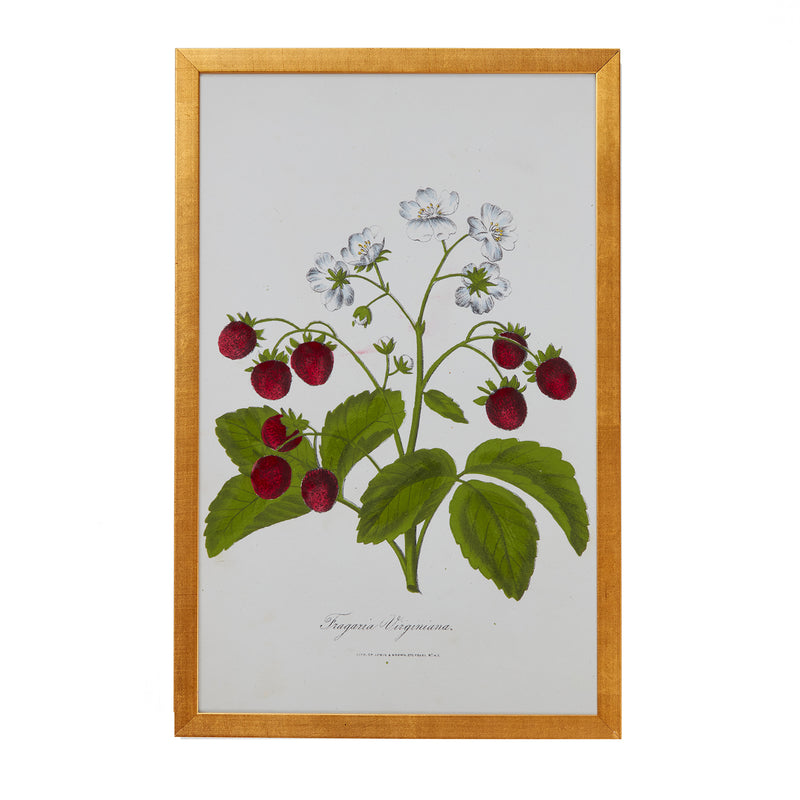 Botanical Engraving #3