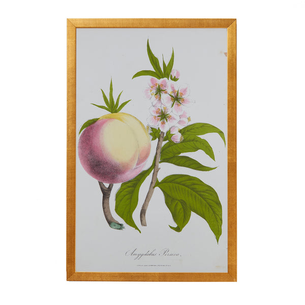 Botanical Engraving #12