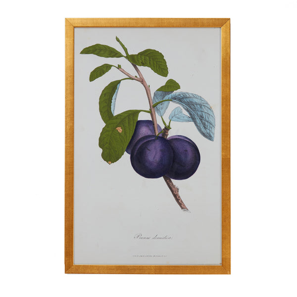 Botanical Engraving #10