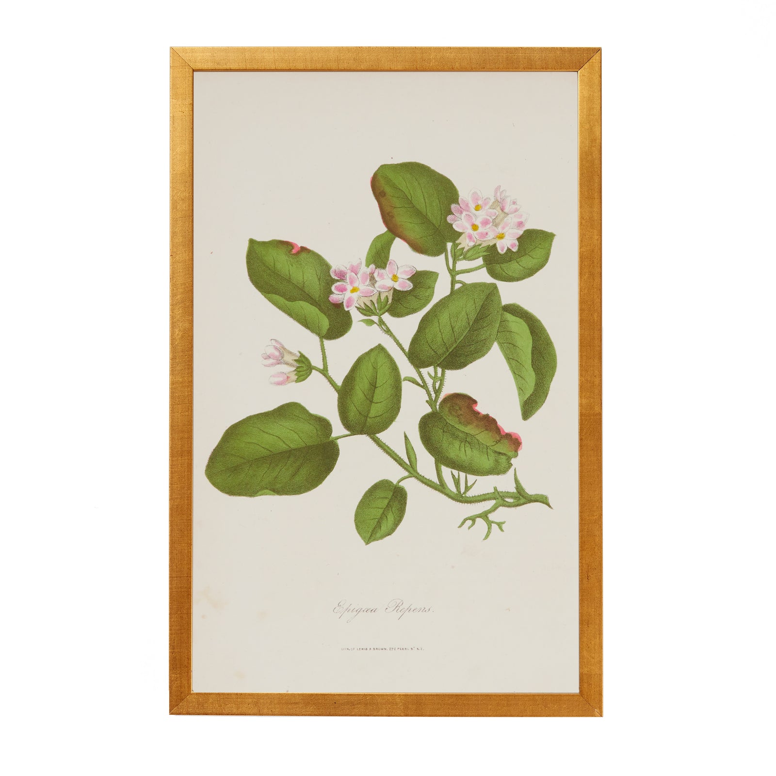 Botanical Engraving #20 – Kneeland Co. Rarities