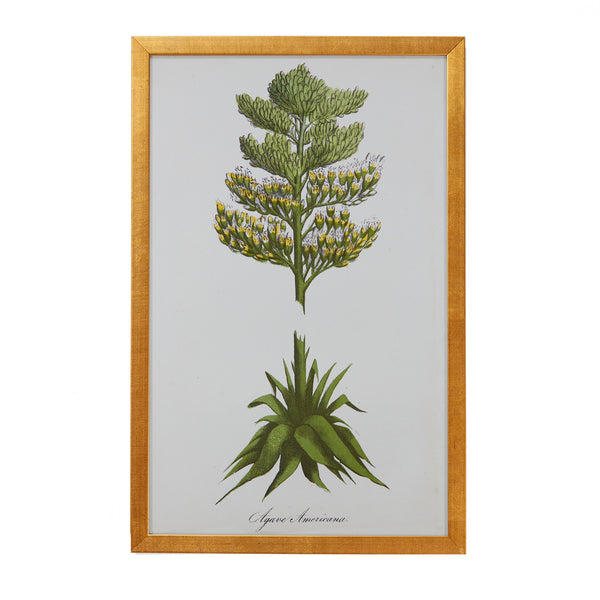 Botanical Engraving #6