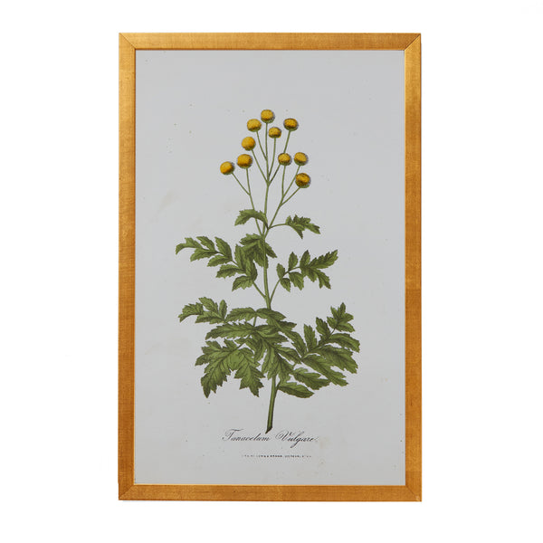 Botanical Engraving #15