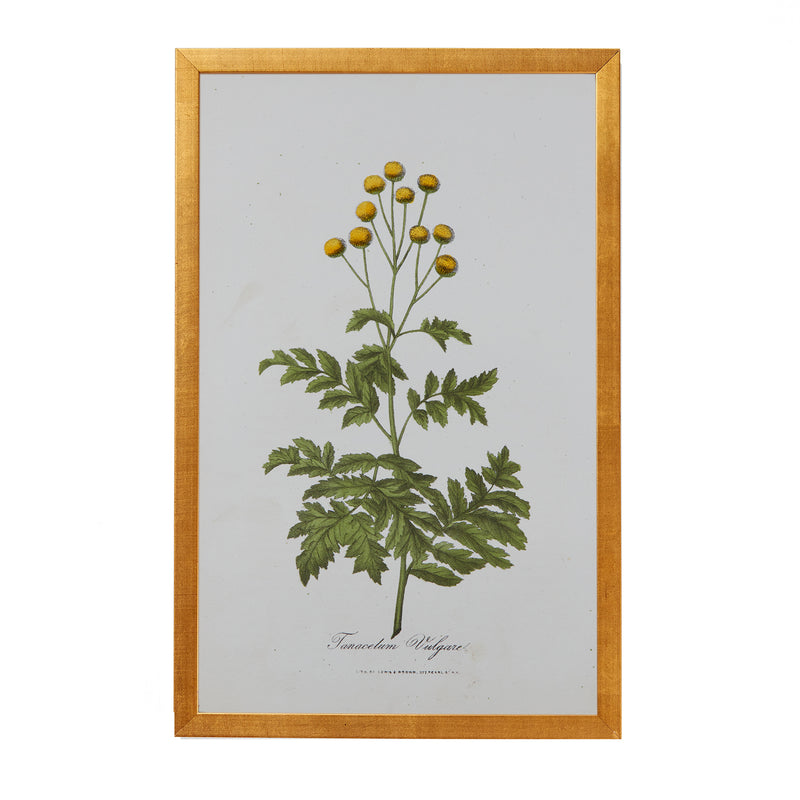 Botanical Engraving #15