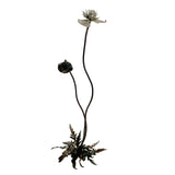 Papaver i