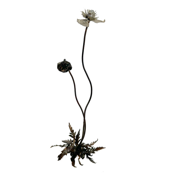 Papaver i