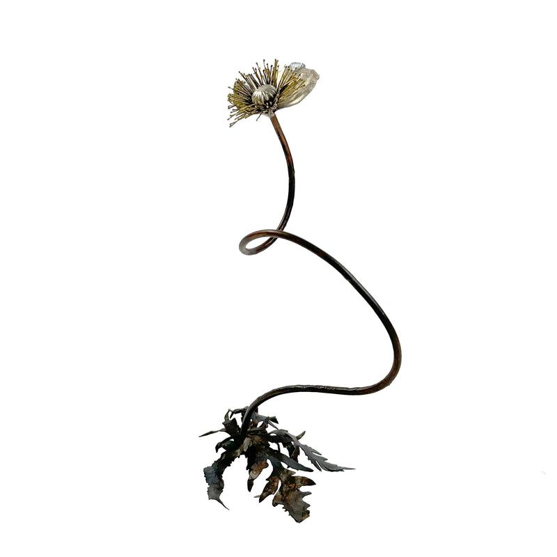 Papaver v