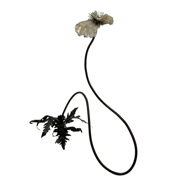 Papaver vi
